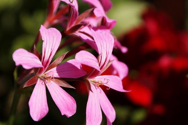 istock pink pelargonium close up on nature background 1268507656