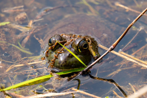 istock Bullfrog with head emerging above the water line 1268508245