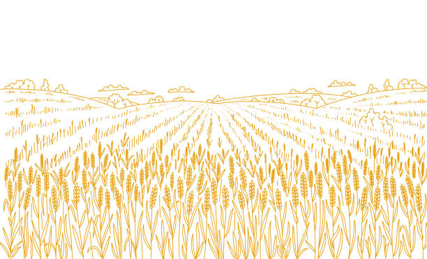 농업 밀 필드. 손으로 그린 스케치. 시골 풍경 파노라마. 시리얼 수확. 마른 잔디 초원. 윤곽 벡터 선입니다. 빵 포장지. 공간을 복사합니다. - agriculture stock illustrations