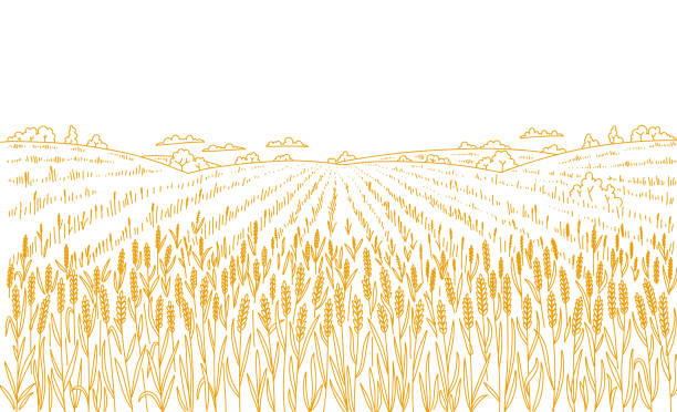 stockillustraties, clipart, cartoons en iconen met landbouw tarweveld. hand getekende schets. landelijk landschapspanorama. graanoogst. droge grasweide. contourvectorlijn. broodverpakking. ruimte kopiëren. - wheat