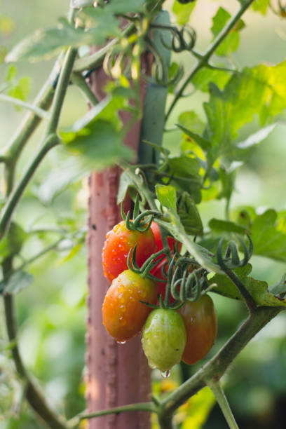 istock Homegrown almond tomatoes 1268509804