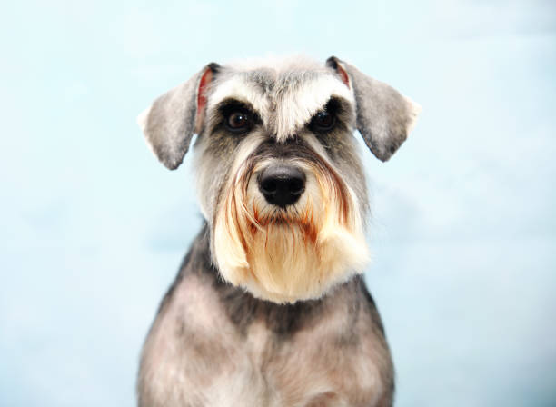 istock dog Schnauzer head close up after grooming procedure 1268511749