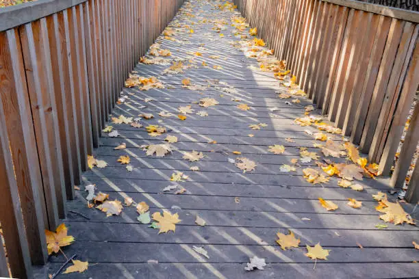 Old wooden bridge covered with autumn leaves. Seasonal background.