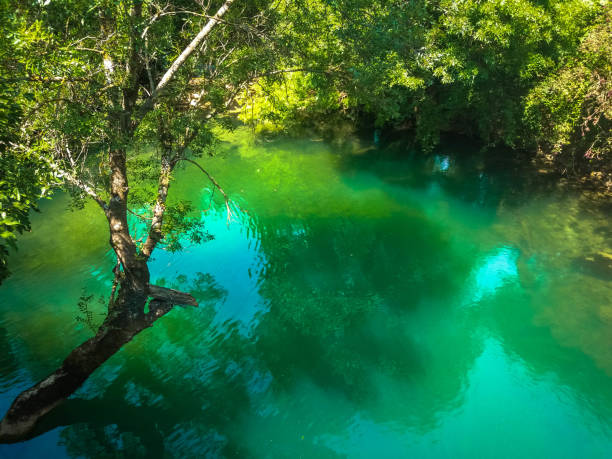 istock Tree leaning over blue, green and turquoise water with its reflextion reflextion 1268513923