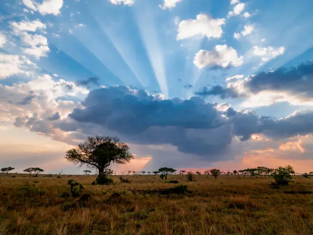 A setting sun in the Serengeti National Park after a storm with sun rays behind clouds, and the plains bathed in golden light.