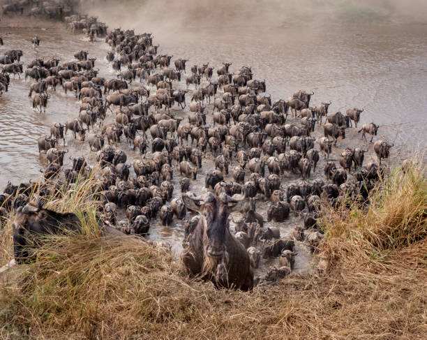 A huge group of wildebeest led by a single wildebeest looking directly at the camera upon exit from the Mara river in Tanzania, East Africa. A huge group of animals (wildebeest) exiting the Mara River in Tanzania during the annual wildebeest migration.  Animals in formation. serengeti national park tanzania stock pictures, royalty-free photos & images