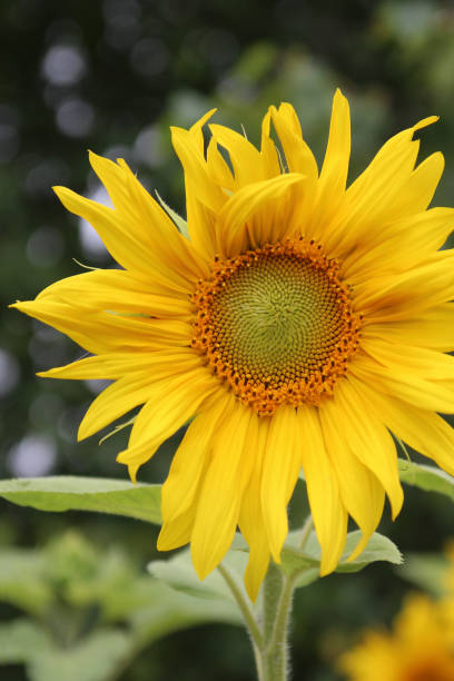 istock Sunflower closeup. Blooming time in summer season. Selective focus. 1268515074