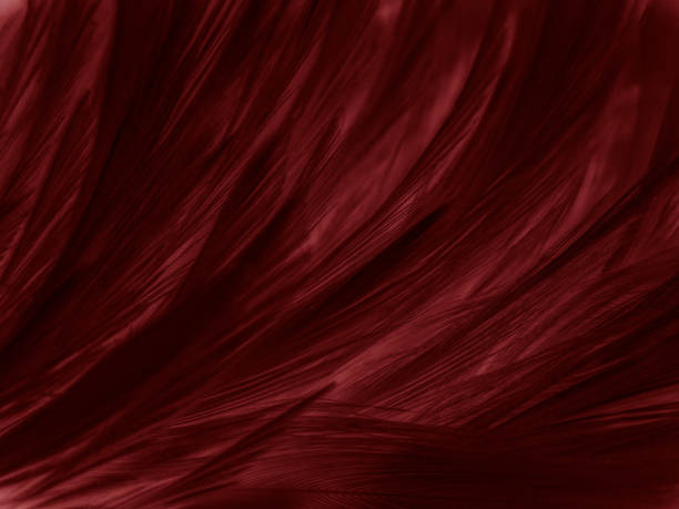 istock Beautiful abstract pastel pink feathers on dark background, red feather frame texture on red background, dark feather, black banners 1268515251