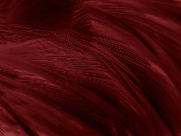 istock Beautiful abstract pastel pink feathers on dark background, red feather frame texture on red background, dark feather, black banners 1268515256