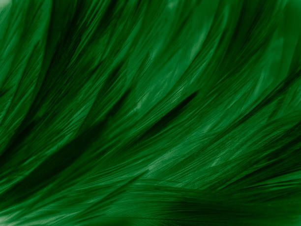 istock Beautiful abstract pastel green feathers on dark background, black feather frame texture on green background, dark feather, black banners 1268515277
