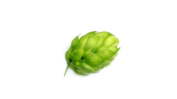 fresh green hop, isolated on a white background. hop cones for making beer and bread. close up - food and drink industry imagens e fotografias de stock