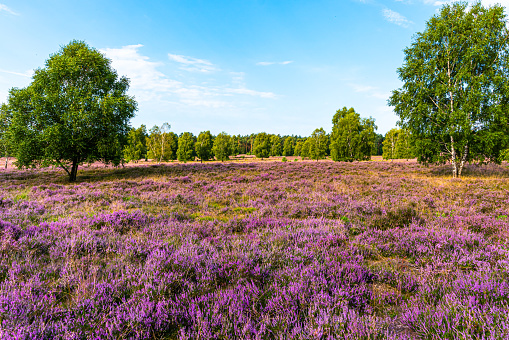 Lüneburg Heath with flowering heather (Calluna Vulgaris) in Lower Saxony, Germany