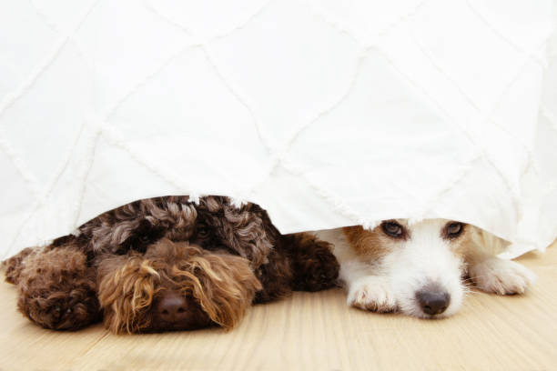 Two afraid or scared dogs below a curtain because of fireworks, thunderstorm, loud noises or separation anxiety. Two afraid or scared dogs below a curtain because of fireworks, thunderstorm, loud noises or separation anxiety. stress on pets stock pictures, royalty-free photos & images