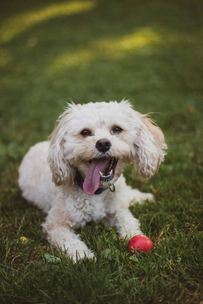 istock Puppy in the grass 1268516777