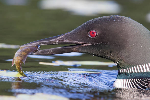 common loon  fishing common loon or great northern diver (Gavia immer) fishing loon bird stock pictures, royalty-free photos & images