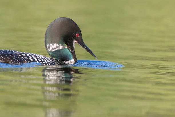 istock common loon  fishing 1268517107