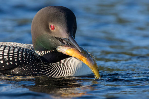 common loon  fishing common loon or great northern diver (Gavia immer) fishing common loon photos stock pictures, royalty-free photos & images