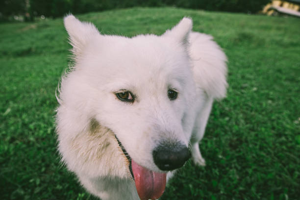 istock Happy dog enjoying summer in Mountain 1268519106