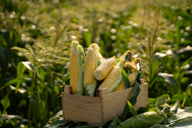 istock The corn plants in the field 1268521168