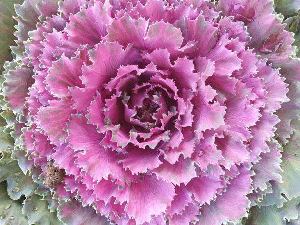 istock decorative flower known as garden cabbage 1268529735