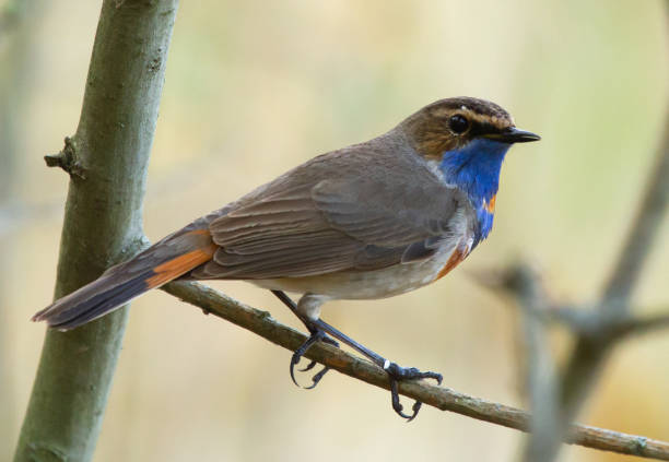 istock Bluethroat (Luscinia svecica) on the branch 1268530333