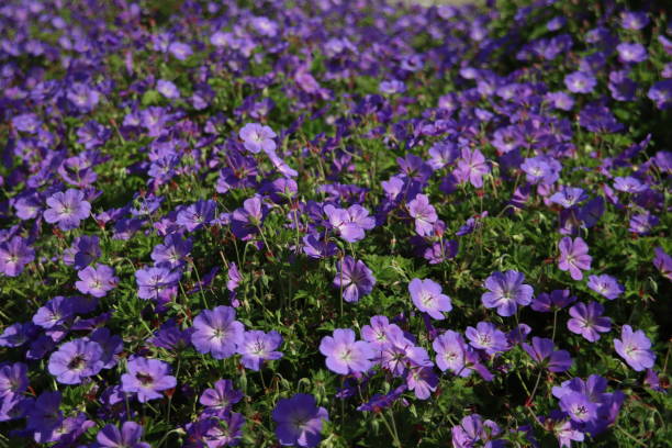 istock Cranesbill Geranium Rozanne in violet color 1268533200