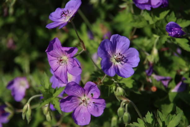 istock Cranesbill Geranium Rozanne in violet color 1268533662