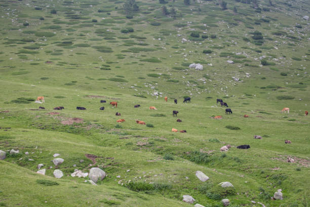 istock Cows eating grass on mountain pasturage 1268533743