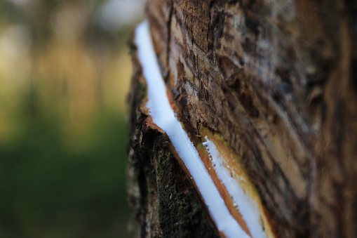 rubber tree sap