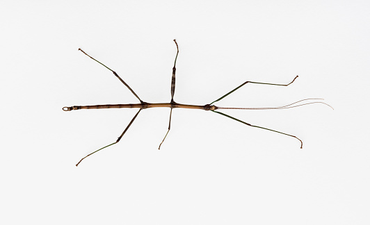 Four inch long Walking Stick insect, diapheromera femorata, found in Ohio, USA, isolated on white background.