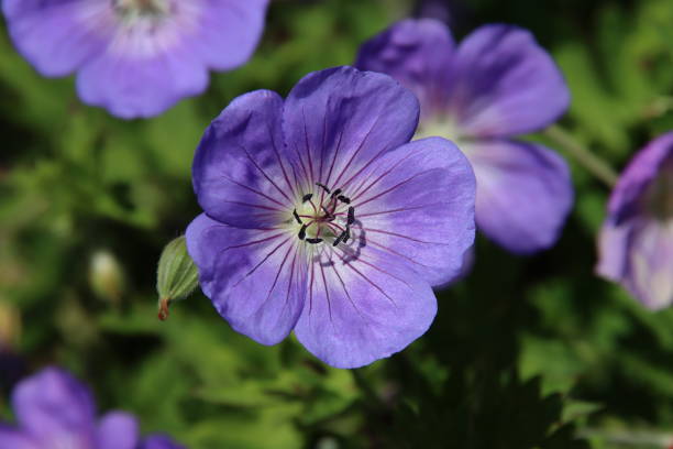 istock Cranesbill Geranium Rozanne in violet color 1268535135