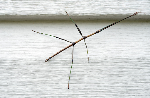 Four inch long Walking Stick insect, diapheromera femorata, found in Ohio, USA, on house siding.