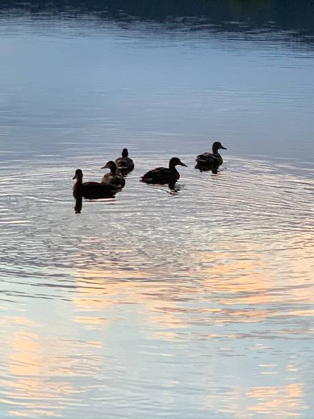 istock Ducks in the lake 1268535170