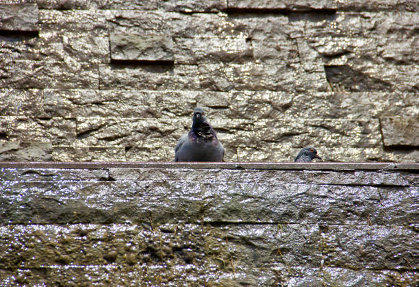 istock City Pigeons 1268535631