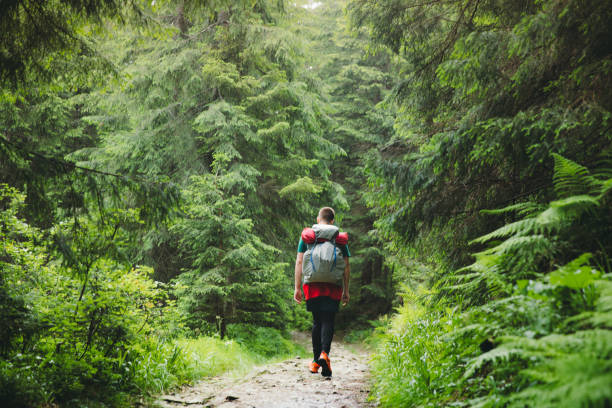 若い男のバックパッカーは、風光明媚な森を通って山の中をハイキング - european alps carpathian mountain range evergreen tree tree ストックフォトと画像