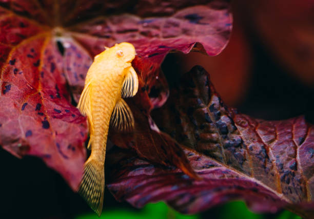 yellow ancistrus albino in a freshwater aquarium. - ancistrus photos et images de collection