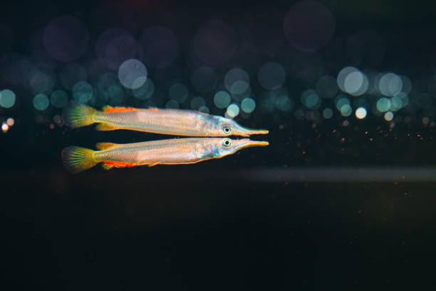 istock Wrestling halfbeak Dermogenys pusilla female in fresh water. 1268536888