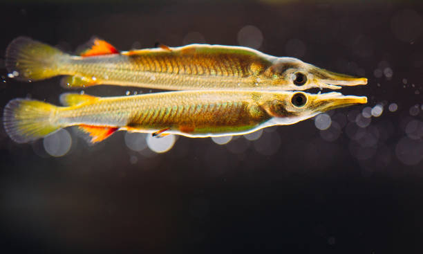 istock Wrestling halfbeak Dermogenys pusilla female in fresh water. 1268536899