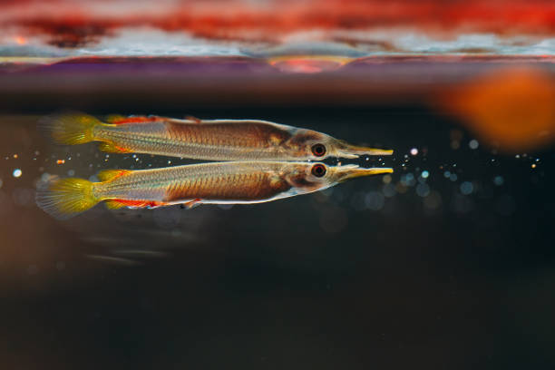 Wrestling halfbeak Dermogenys pusilla female in fresh water.