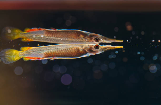 istock Wrestling halfbeak Dermogenys pusilla female in fresh water. 1268537033