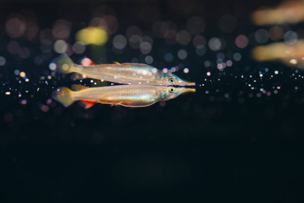 istock Wrestling halfbeak Dermogenys pusilla female in fresh water. 1268537069
