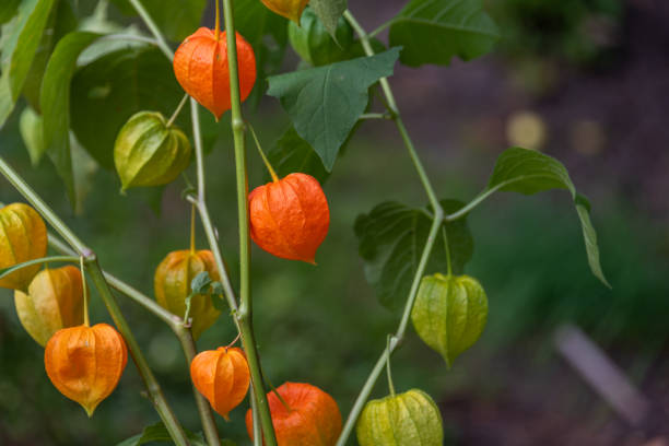 un cespuglio di physalis decorativo o winter cherry su uno sfondo di una parete di legno. - chinese lantern foto e immagini stock