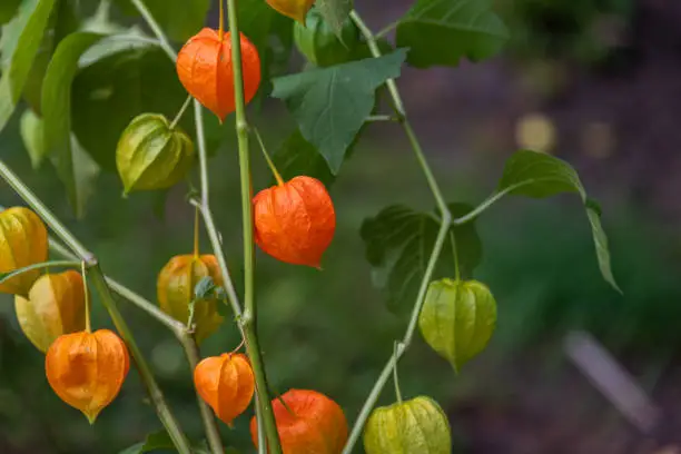 A bush of decorative Physalis on a background of a wooden wall.