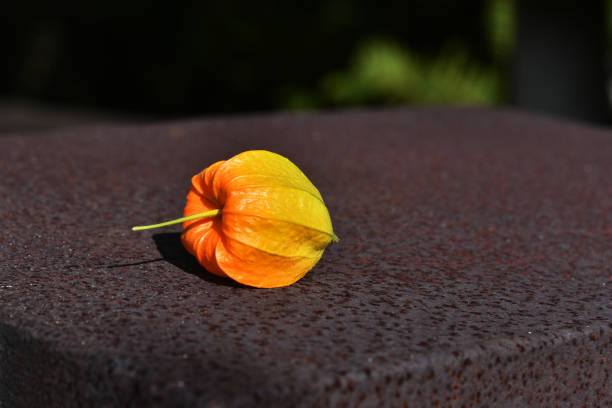 physalis ou bourgeon de cerise d’hiver sur le fond brun-gris - botany bright brown heart shape photos et images de collection