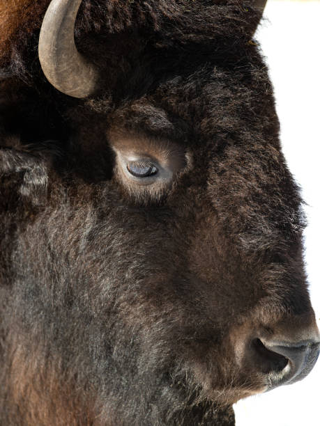 istock Portrait of a bison is isolated on a white 1268538521