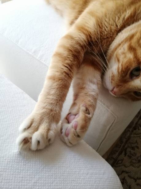 istock Lazy orange and blond colored cat on a sofa with paw extended and staring 1268538539
