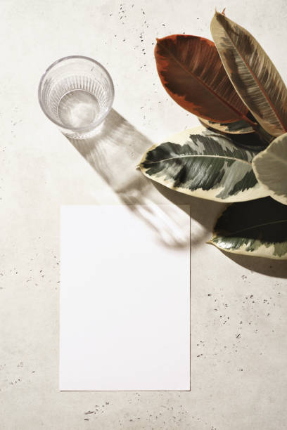 istock Blank, note mock up with ficus flat lay design on light grey or white background 1268540682