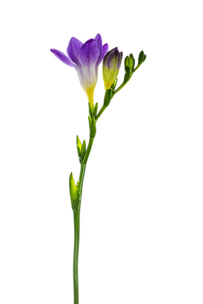 https://media.istockphoto.com/id/1268541151/photo/purple-frehsia-flower-on-white-background.jpg?s=612x612&w=0&k=20&c=y4FE59sRODOU0ZcxwsezemiVvYTd_e_fNEFwmfwjHDg=