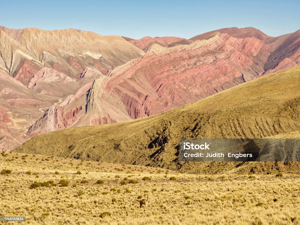 Guanaco in the surreal landscape of Serranías del Hornocal Men zegt dat deze bergketen 14 kleuren heeft, Humahuaca, Provincie Jujuy, Argentinië Altiplano Stock Photo