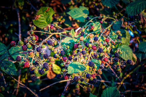 Wild blackberries along the way